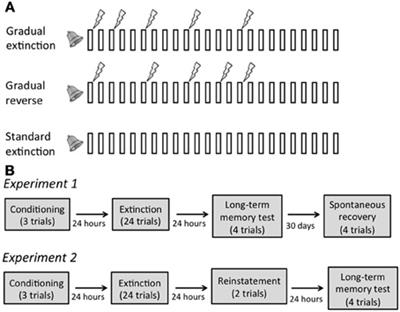 Gradual extinction prevents the return of fear: implications for the discovery of state